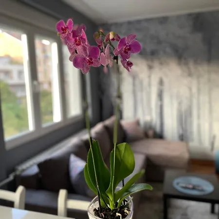 Apartment Avenia Novi Sad